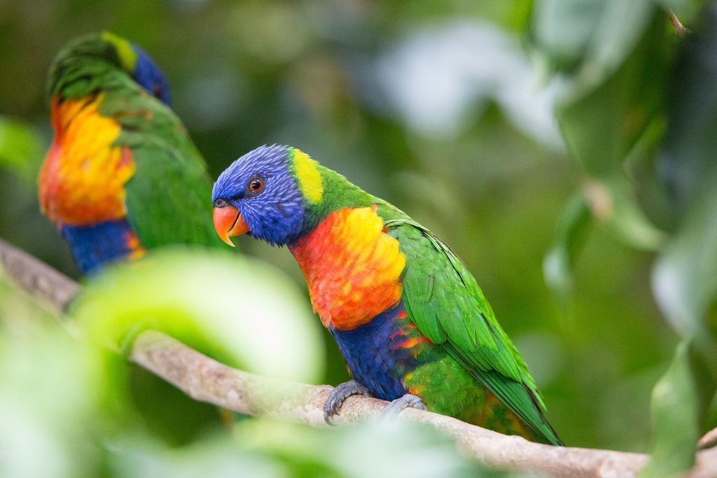 Crater Lakes Rainforest Cottages Yungaburra Exterior foto